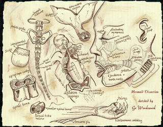 Illustration for article titled A Gorgeous Dissection of Mermaid Anatomy